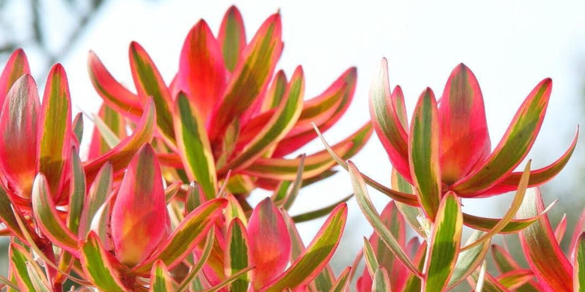 Leaves of the Leucadendron