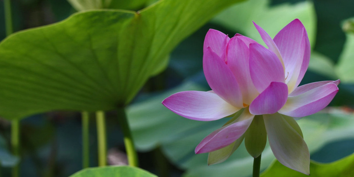 Lotus Flower