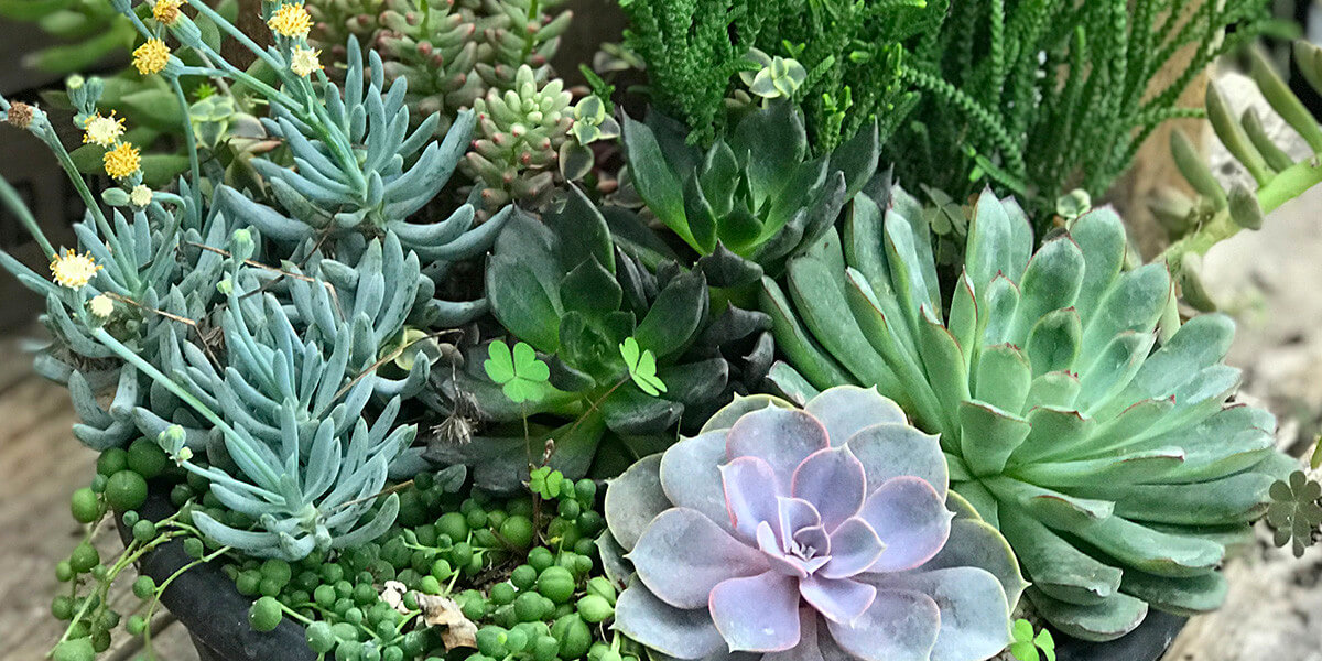 Spectacular Succulents - "Having the rainbow while saving the rain"