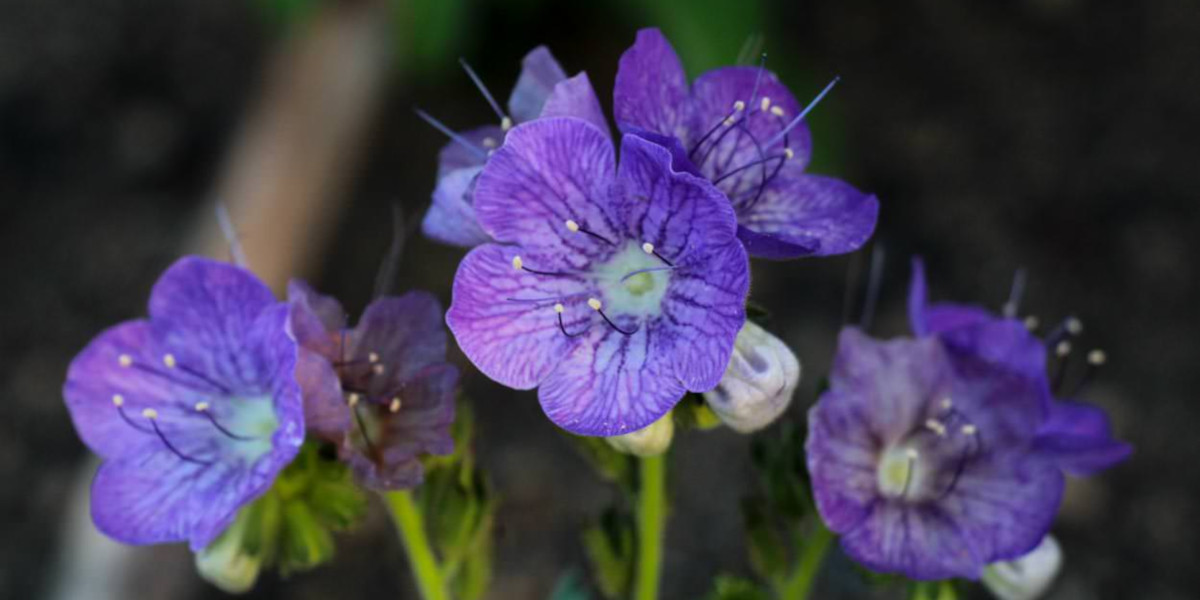 Designing your Garden with California Native Plants