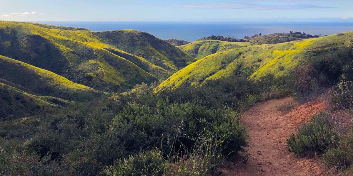 California Native Plants