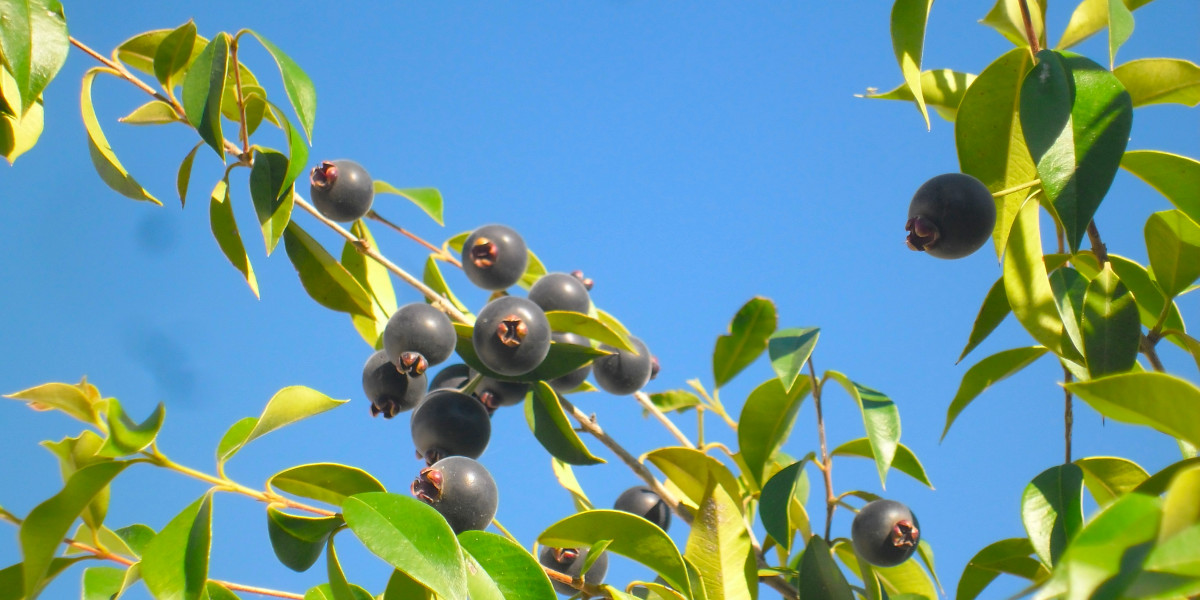 Olive Trees & Olive Oils