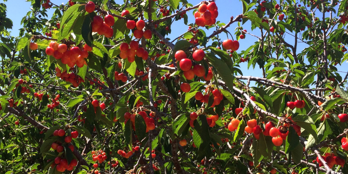 Arnold's Backyard Orchard - Field Trip