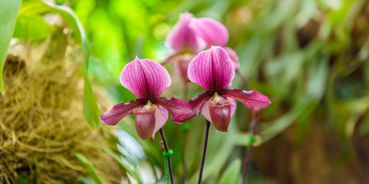 Purple outdoor orchid