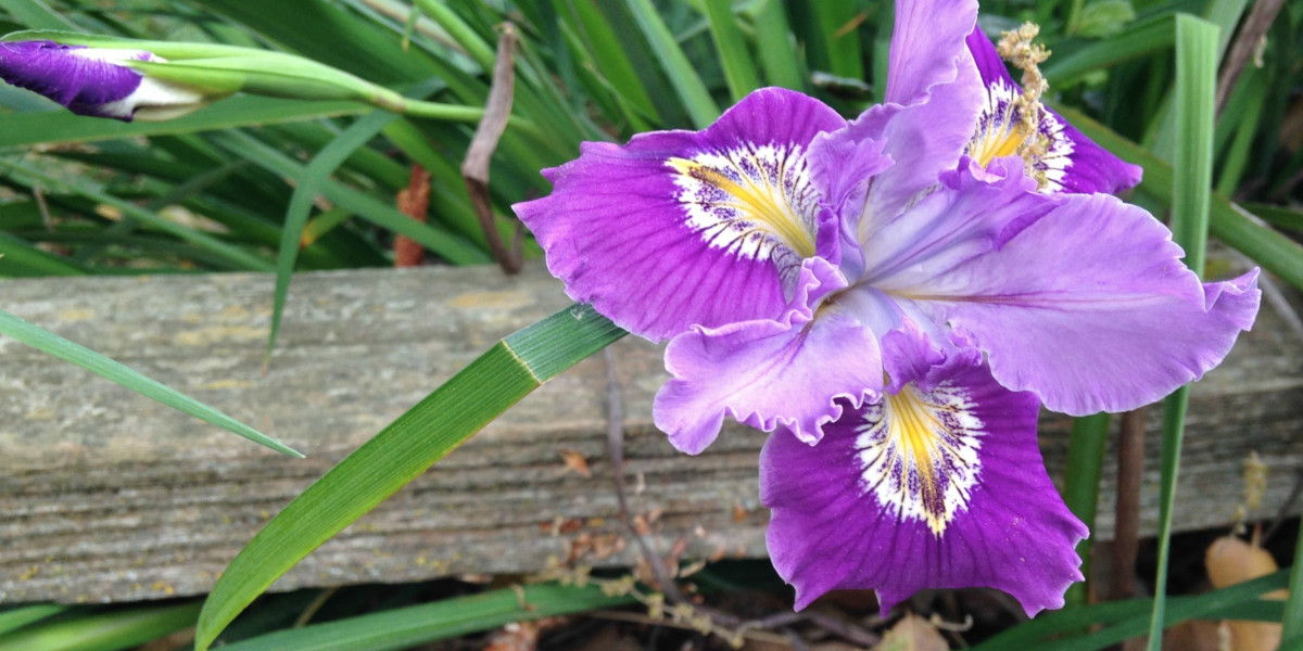 Hybridizing and the Culture of Pacific Coast Irises
