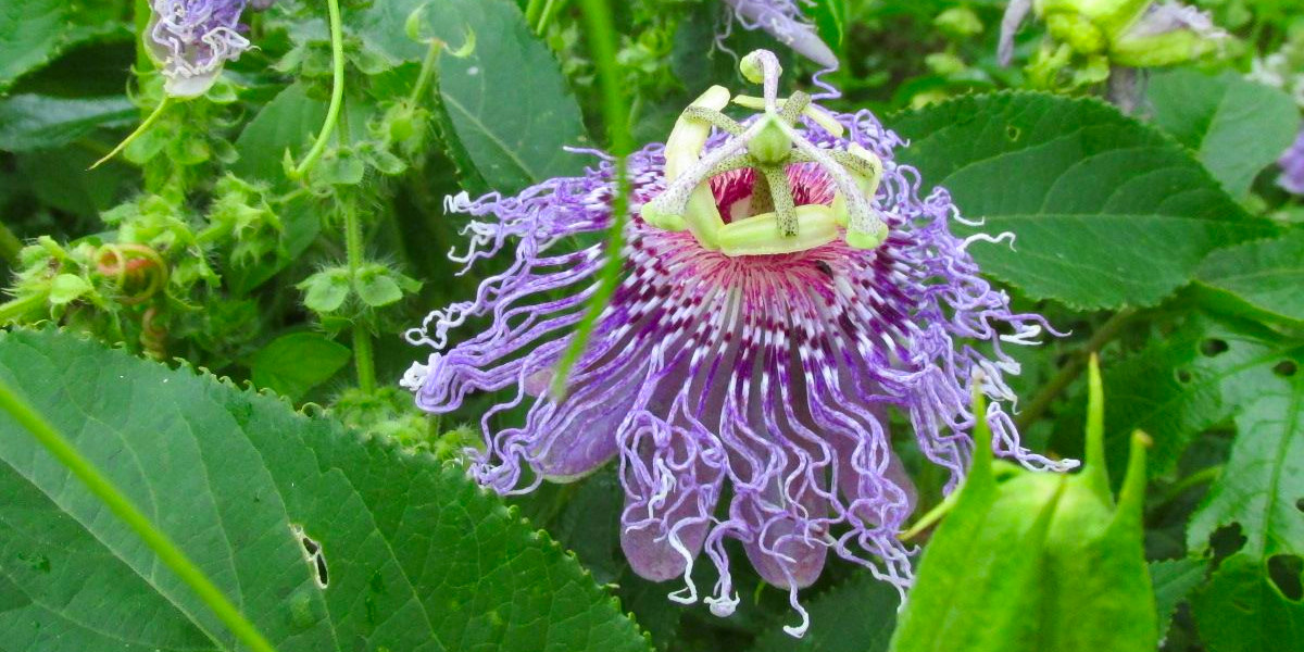 Lavender Passion Flower