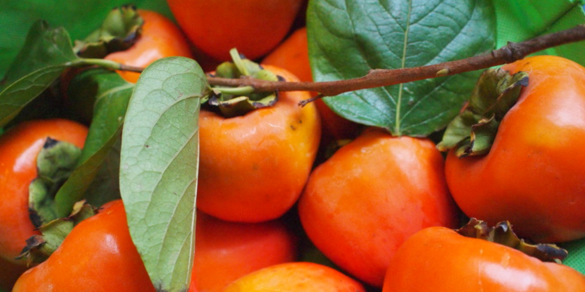 A Day in the Garden of a Rare Fruit Grower in Southern California