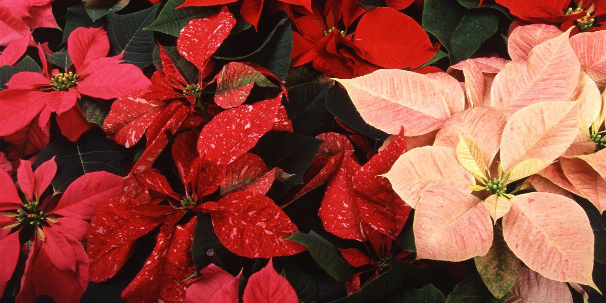 A variety of poinsettias