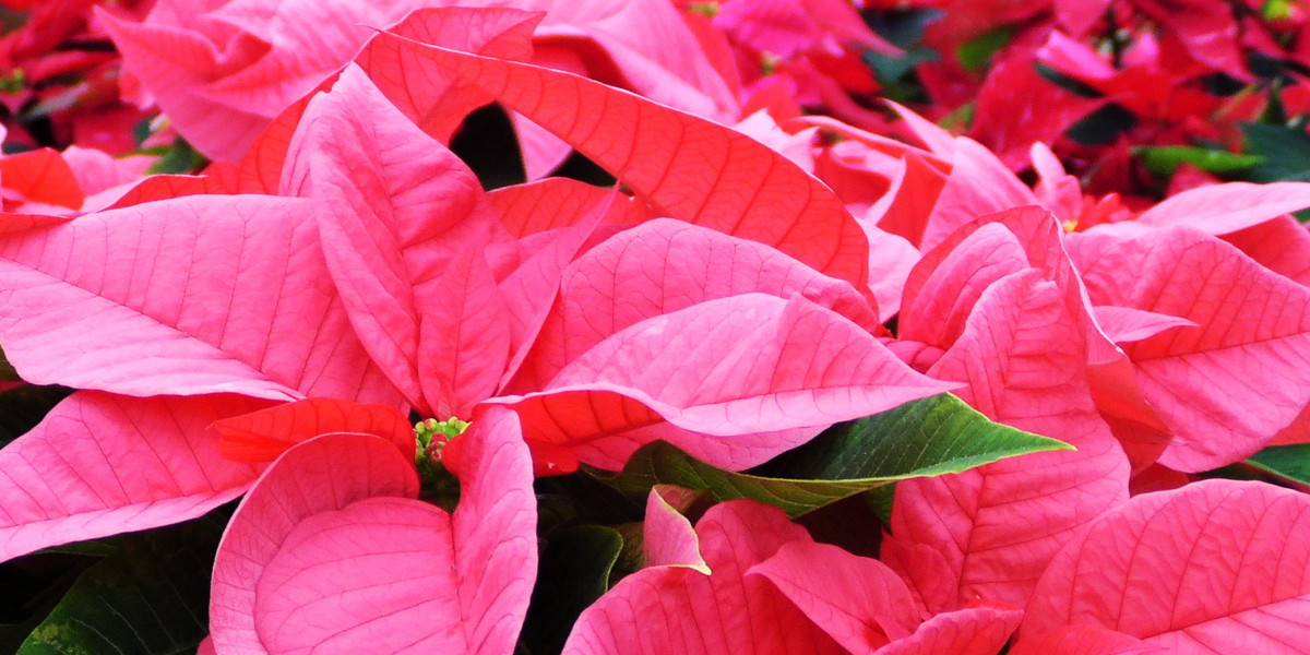 Pink Poinsettias