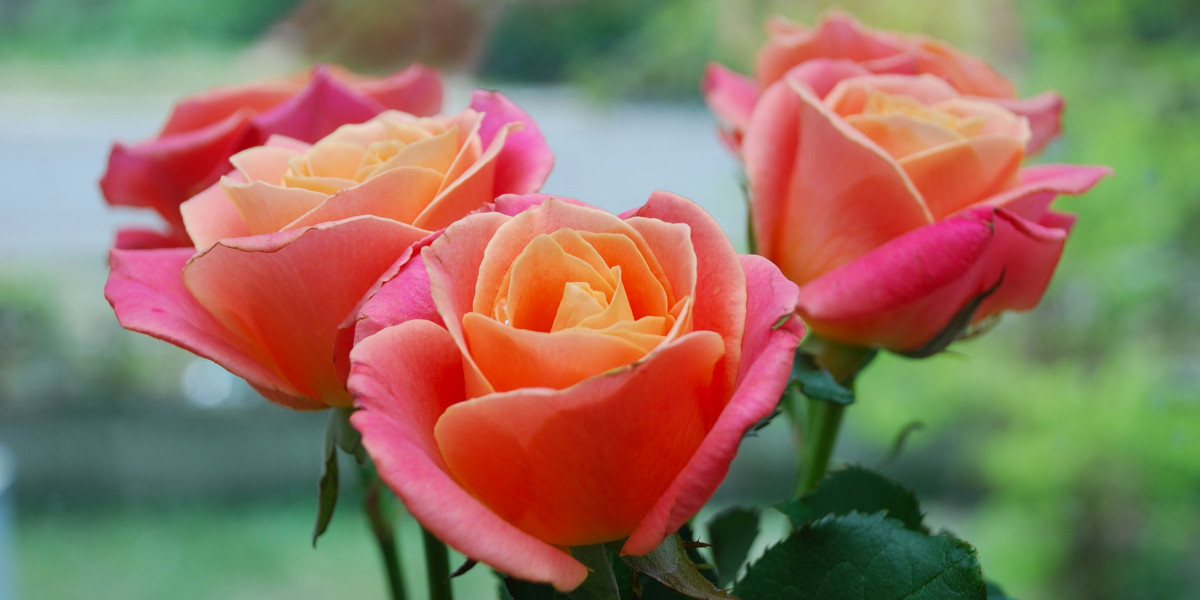 Pink & Peach Roses