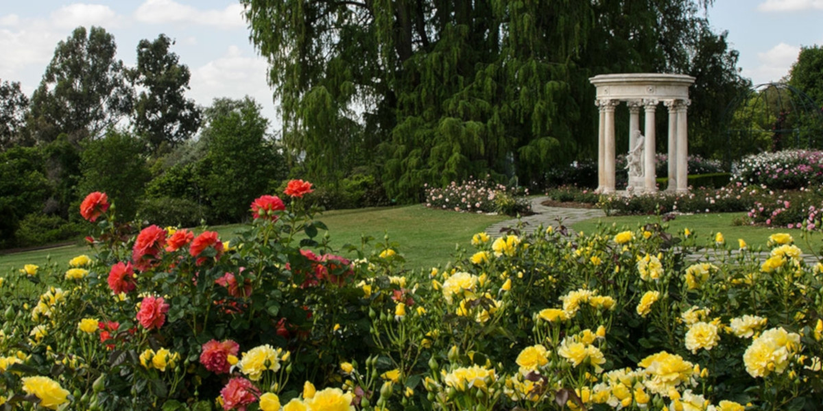 Roses at The Huntington Gardens