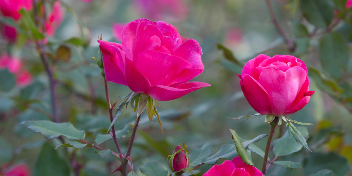 Trimming Your Roses for Bountiful Bouquets