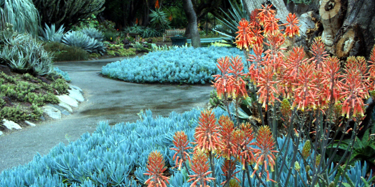 The Drought Tolerant Garden: Gardening With Succulents