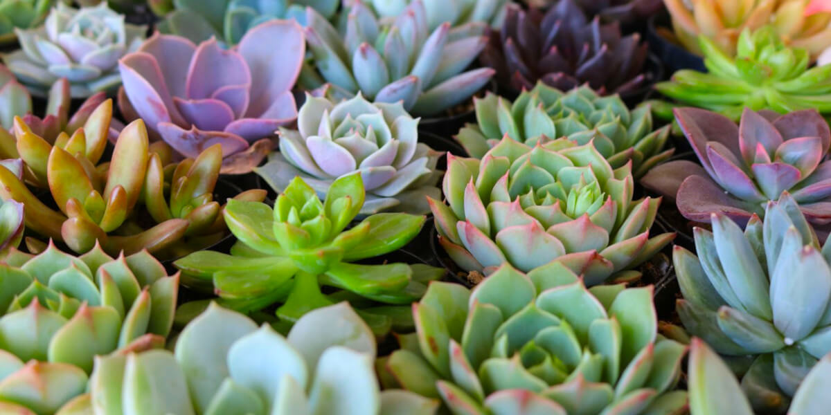 Amazing Succulents - Growing and Propagating