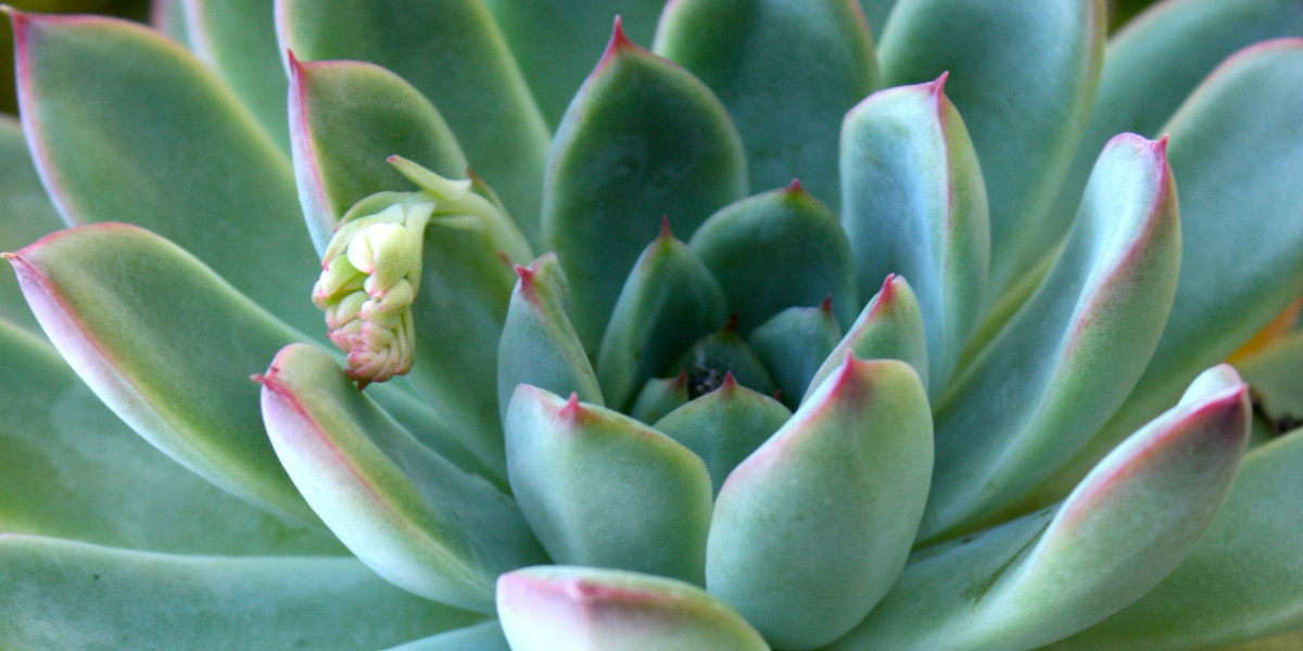 Echeveria pulidonis