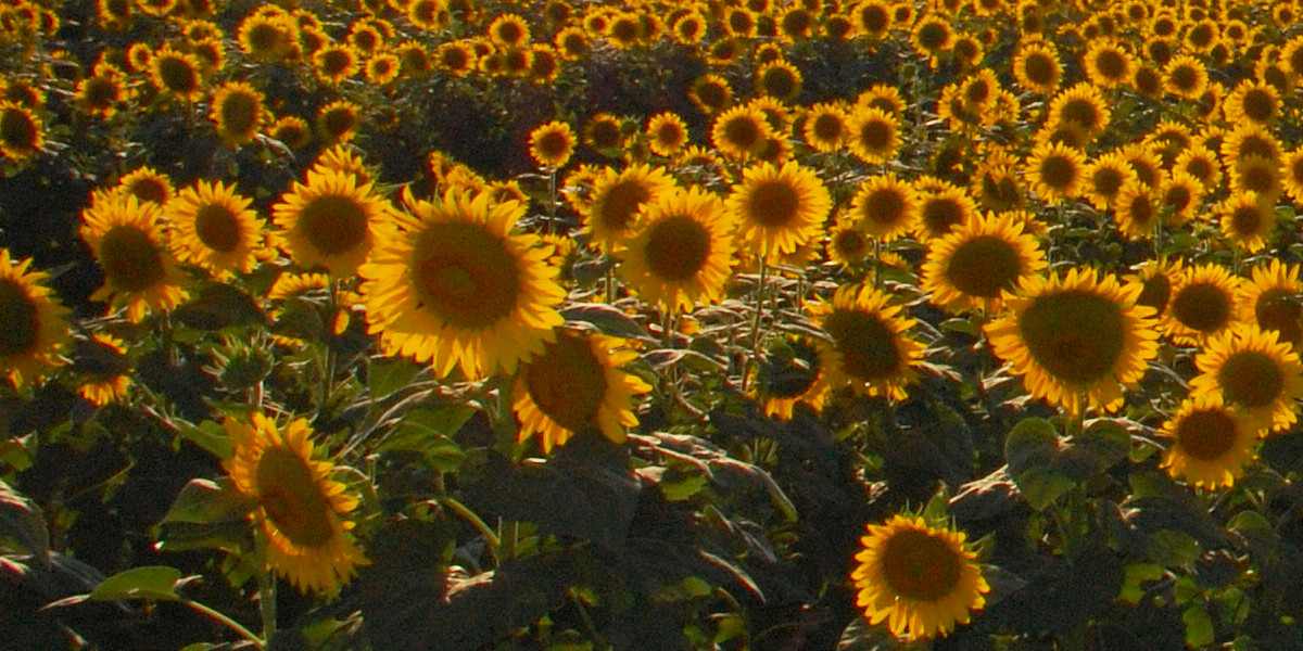 Sunflowers