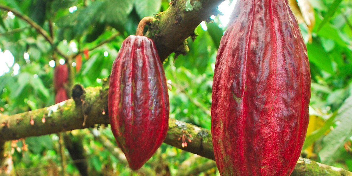 Chocolate Theobroma cacao — CHOCOLATE — The Plant (of course!)
