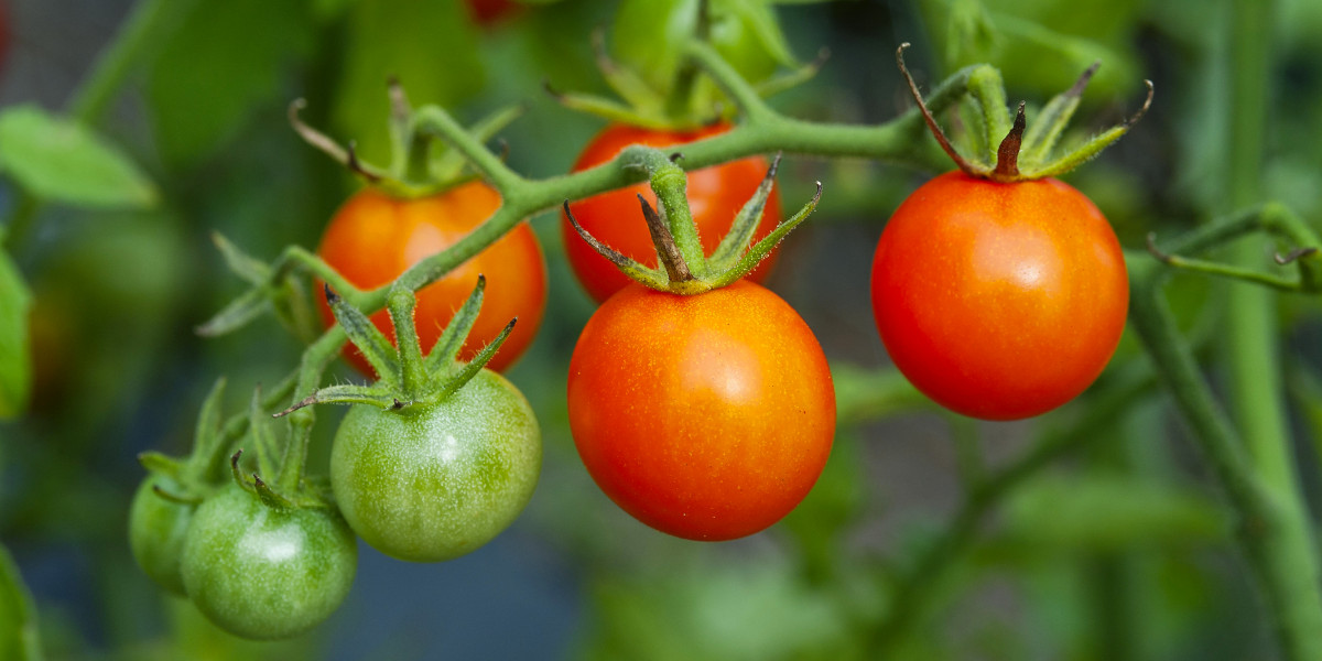 Tomato Essentials