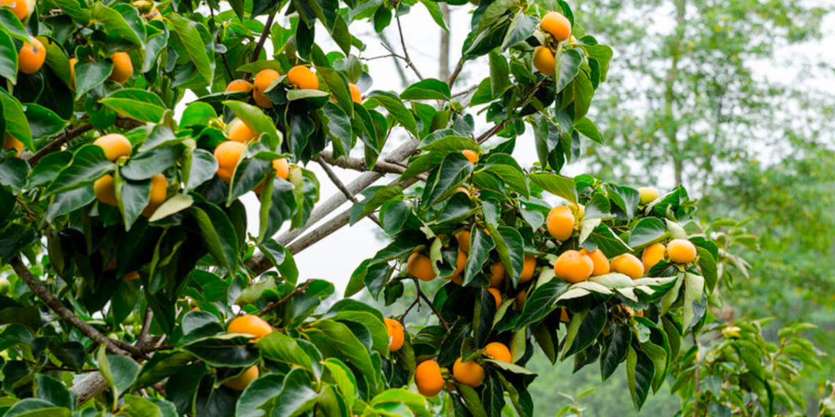 Tropical Fruit Trees