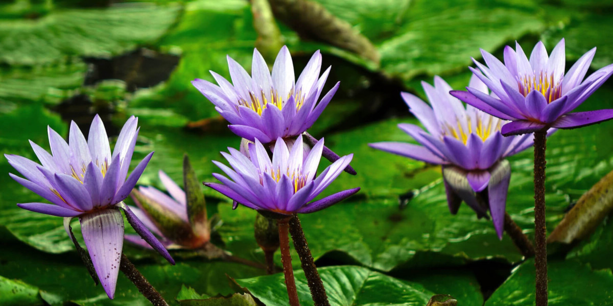 Purple water lilies