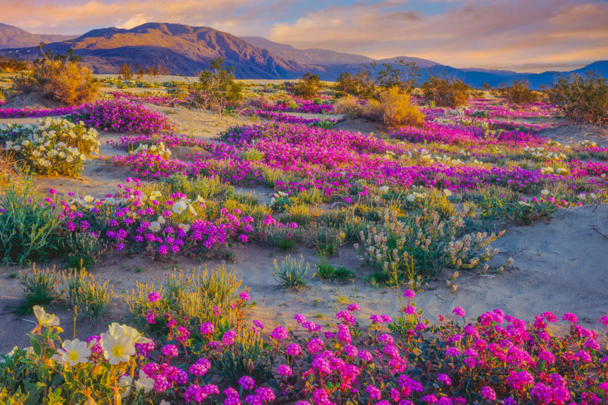 Wildflower Super Bloom