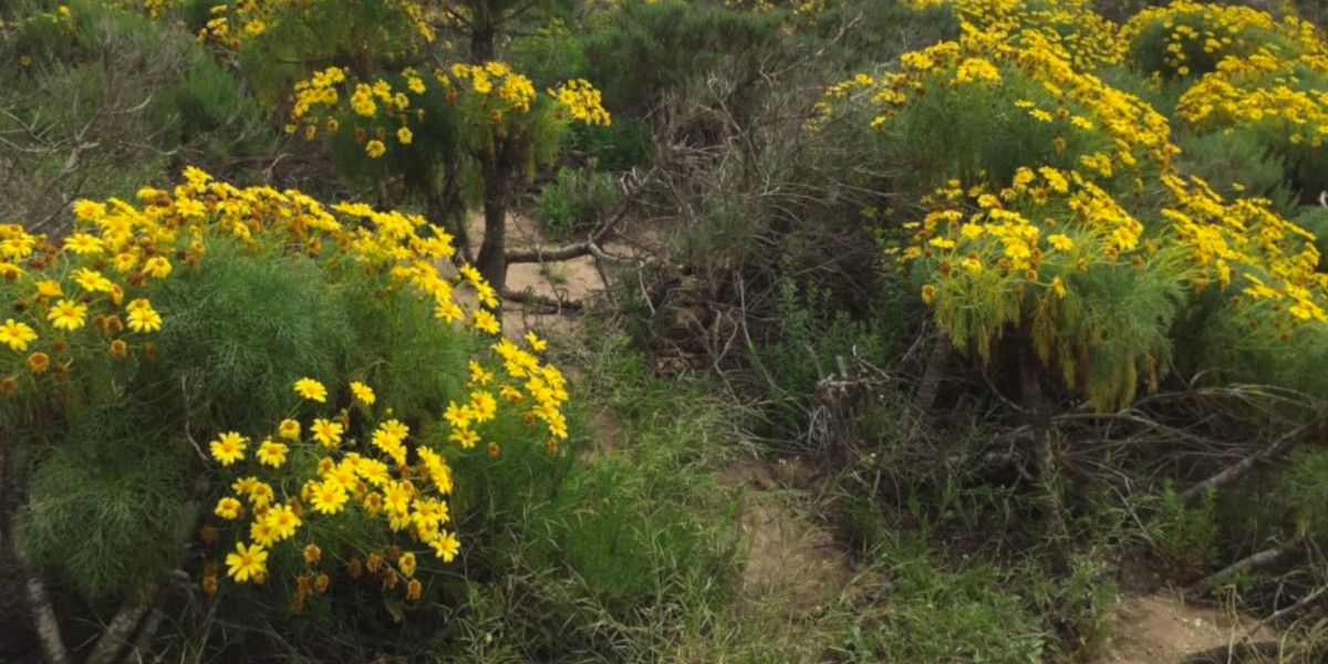 Wildflowers on Pt. Dume