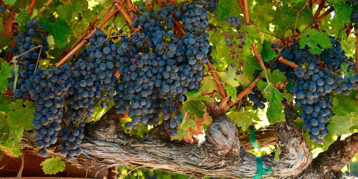 Wine grapes